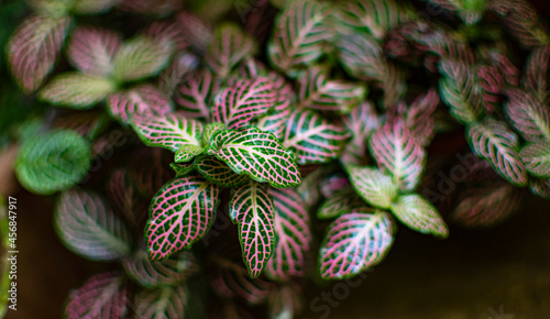 Fittonia albivenis, mosaic plant with greenery and pink nerve plant. Tropical American forests background .