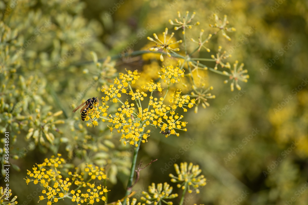 Obraz premium Wasp standing on yellow plant