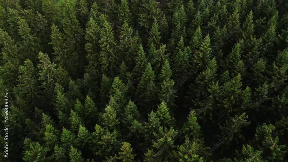 Aerial view of forest in Germany. Drone shot flying over treetops, nature background footage Aerial view of forest in Germany. Drone shot flying over treetops, nature background footage