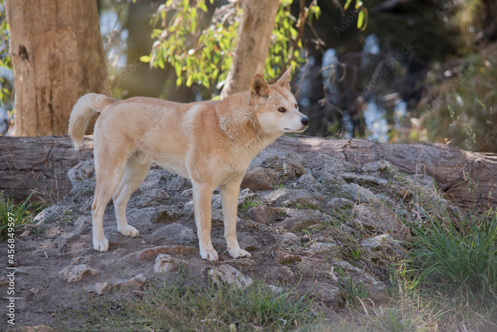 the golden dingo is standing on rocks the golden dingo is standing on rocks