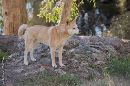 the golden dingo is standing on rocks