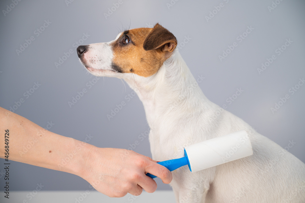 A woman uses a sticky roller to remove hair on a dog A woman uses a sticky roller to remove hair on a dog