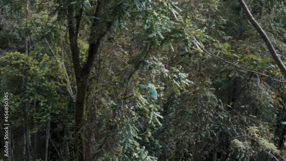 Group of green macaws flying free in nature Group of green macaws flying free in nature