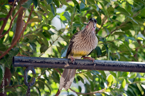 the red wattle bird is sitting on a perch photo