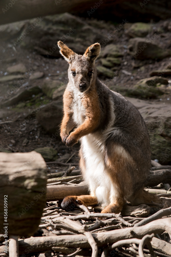 Naklejka premium the yellow footed rock wallaby is tan, grey with a white chestwhite