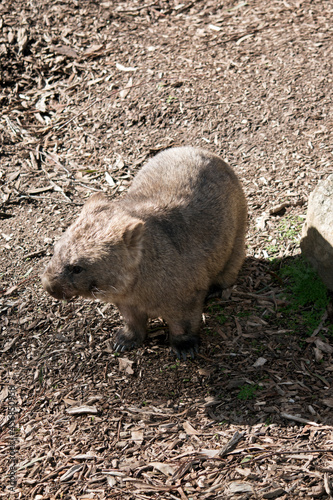 the common wombat is searching for food