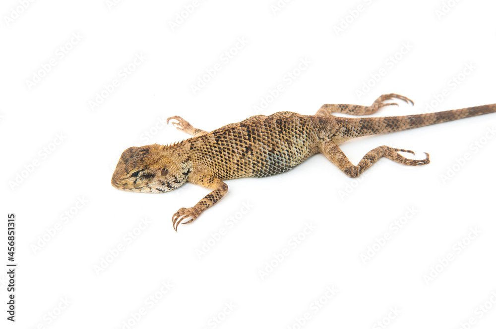 Naklejka premium Lacertilia (Sauria) isolated on white background.