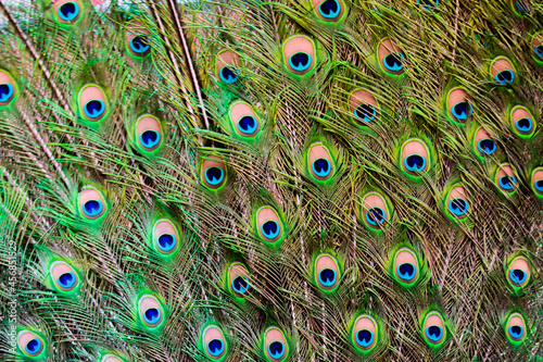 Close-up of a peacock's tail