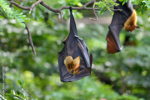 Lyle's flying fox Hanging upside down