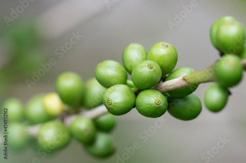 Green coffee beans growing on the branch © ittipol