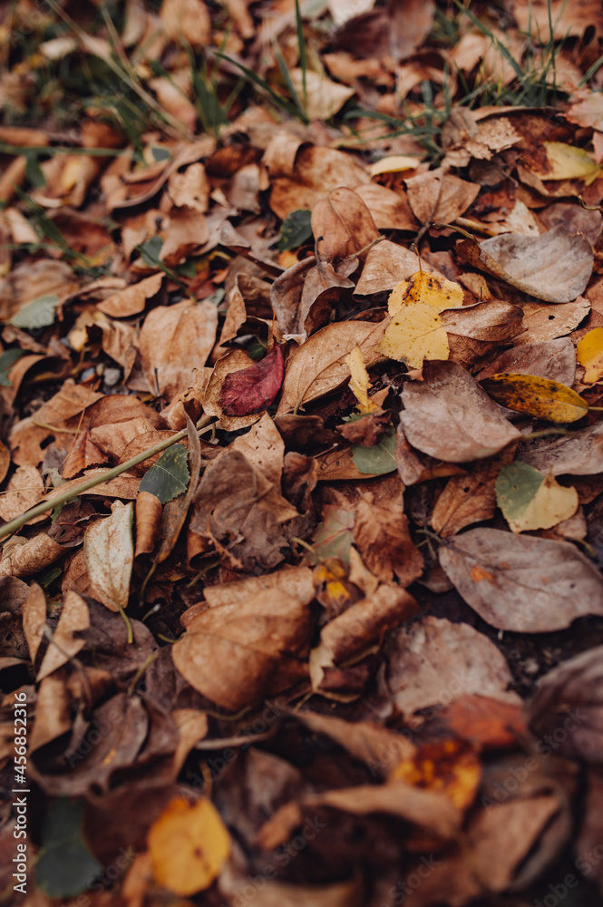 dry autumn leaves are brown and yellow lying on the ground. atmospheric autumn photography, vertical, selective focus