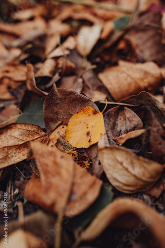 dry autumn leaves are brown and yellow lying on the ground. atmospheric autumn photography, vertical, selective focus