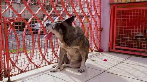 An old street dog that survived a stroke. veterinary study to show the nerve damage after the seizure. The dog was rescued and is now living a good life. photo