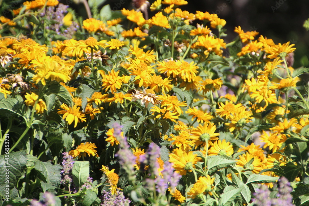 Fototapeta premium Golden Flowers, William Hawrelak Park, Edmonton, Alberta