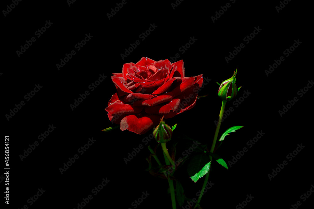 Single red rose flower, raised up, on black isolated background, in rays of light