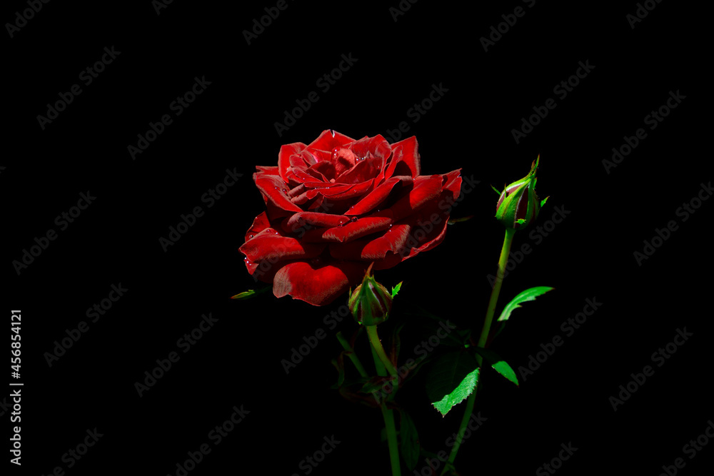 Single red rose flower, raised up, on black isolated background, in rays of light Single red rose flower, raised up, on black isolated background, in rays of light