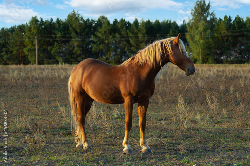 A brown horse stands on a field and looks into the distance. Pine forest in the background