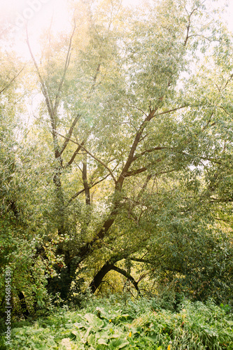 Russian forests, beautiful color landscape, nature photography on an old film camera, noise and grain