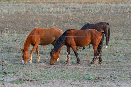 Three horses graze in a field fenced with live wire.