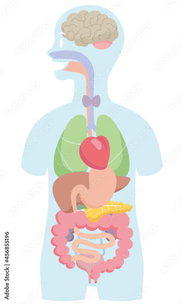 Cartoon style human anatomy. Internal organs in body silhouette on white  background. Pale colored vector illustration. Stock Vector | Adobe Stock