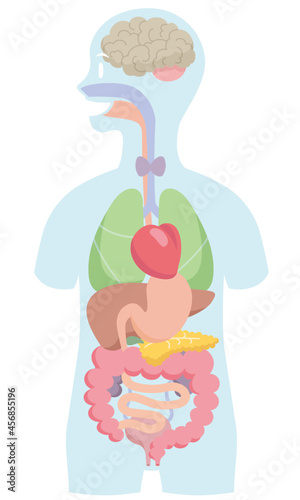 Cartoon style human anatomy. Internal organs in body silhouette on white background. Pale colored vector illustration.
