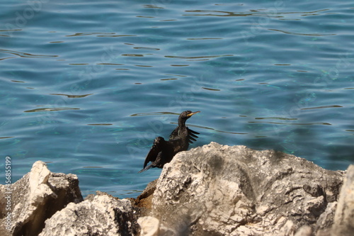 Egretta ardesiaca. Black bird on the sea shore