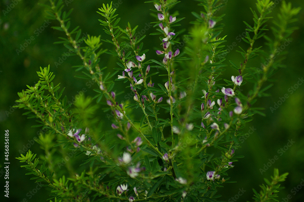 grass and flowers