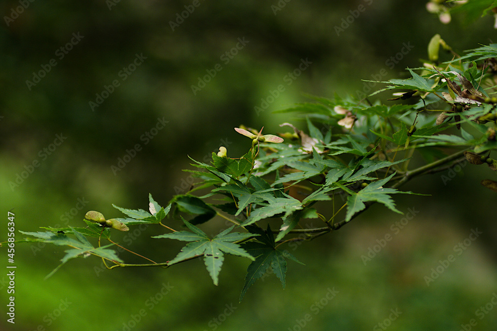 Obraz premium japanese maple