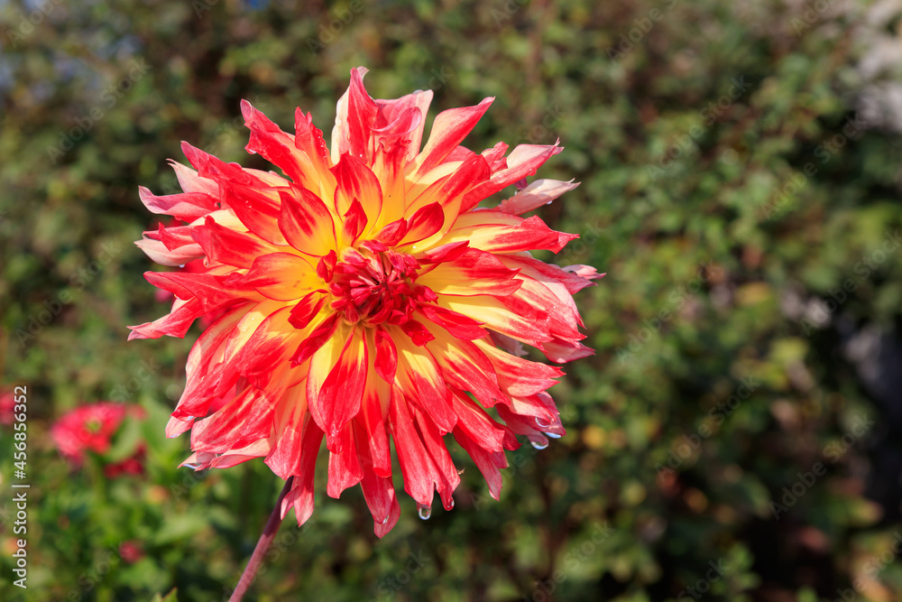 Dahlia 'Vuurvogel' (also called 'Firebird') in the garden, close-up. A stunning semi-cactus dahlia with double, red flowers with yellow centres and narrow, pointed petals Dahlia 'Vuurvogel' (also called 'Firebird') in the garden, close-up. A stunning semi-cactus dahlia with double, red flowers with yellow centres and narrow, pointed petals