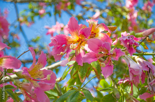 Beautiful tree Monkey puzzle tree chorisia with large pink flowers
