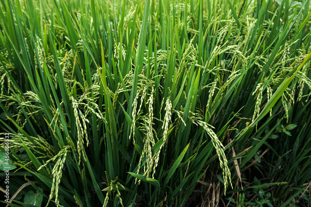 Close Up Rice Fields Close Up Rice Fields