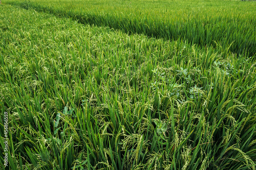 Close Up Rice Fields