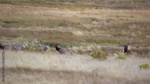 Bull elk during the elk rut of Fall 2021 in Estes Park, Colorado photo