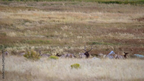 Bull elk during the elk rut of Fall 2021 in Estes Park, Colorado photo