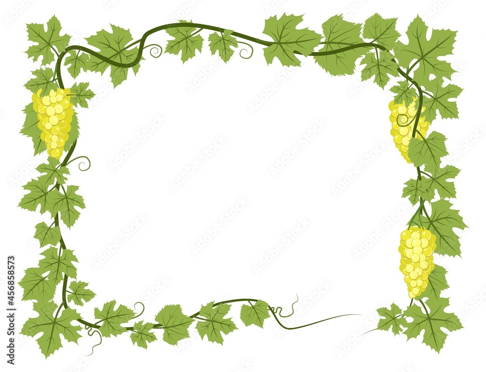Fototapeta premium Rectangular Frame. Vine with foliage and bunches of grapes. Viticulture and farming. Branches with berries on a dense bush. Young vineyard. Sweet autumn harvest. Isolated on white background. Vector.