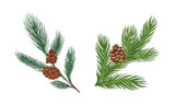 Coniferous Evergreen Tree Branch with Hanging Strobile and Needles Vector Set