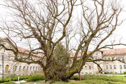 Fotografija Kaiser Lothar lime tree