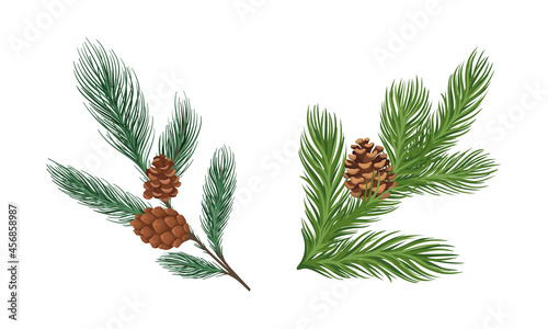 Coniferous Evergreen Tree Branch with Hanging Strobile and Needles Vector Set