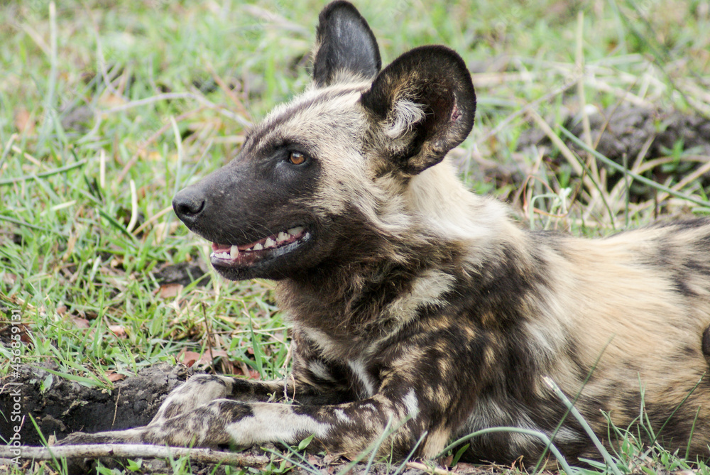 Wild dog Botswana Wild dog Botswana