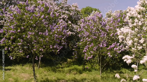 field of flowers