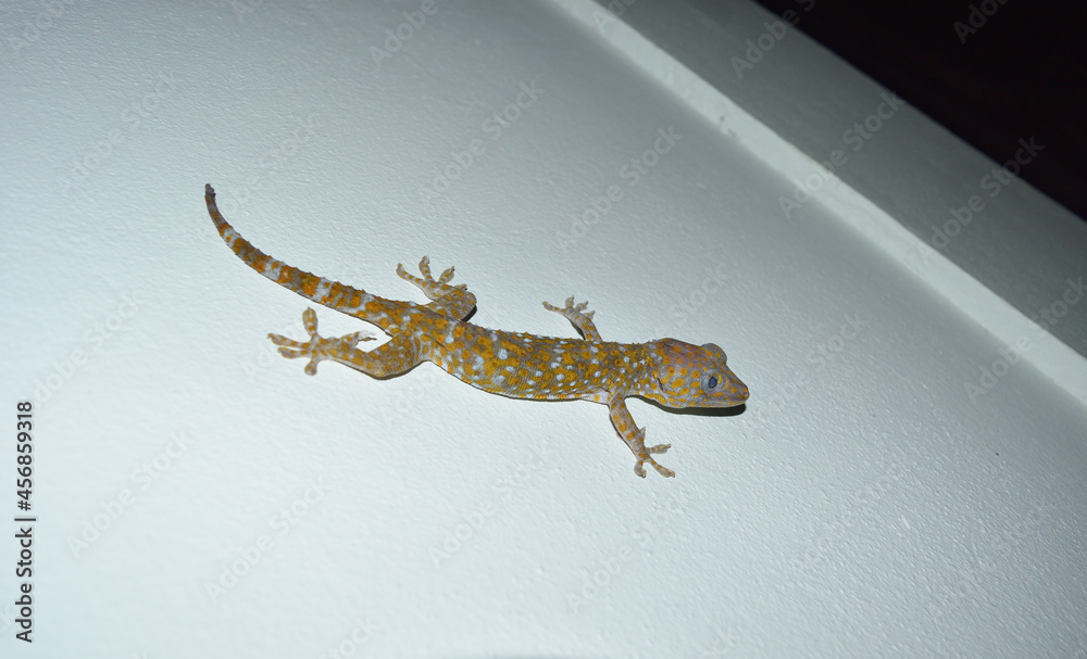 Naklejka premium Tokay gecko on gray wall , Many orange color dots spread on blue skin of Gekko gecko , Reptiles in the homes of the tropics