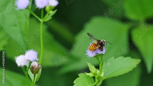 Carpenter bee sucking nectar on purple color flower with natural green background, Yellow and brown and white feathers on the body of a tropical insect