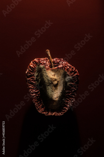 a red rotten apple with mold on a dark background. The worm-eaten fruit of knowledge from the Bible. A bone of contention.
