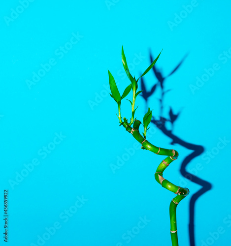 bamboo stem on blue background