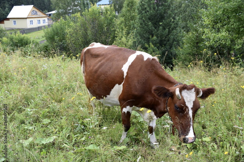 Obraz premium cows in the field