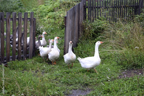 geese on the farm