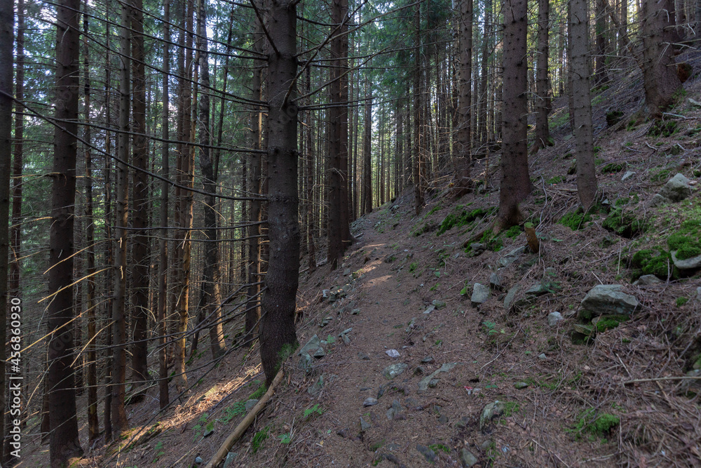 Obraz premium Forest of Spruce Trees illuminated by Sunbeams through Fog, a Carpet of Moss and stones covering the forest floor. Natural relict spruce (Picea abies) forest in the Carpathian Mountains
