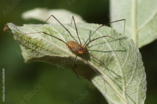 Red Harvestman, Opilio canestrinii of the family Phalangiidae. On the back of an apple tree leaf in the sunlight in a Dutch garden. Late summer, Netherlands, September