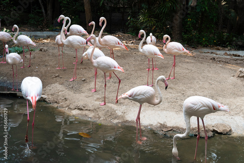 A group of Flamingoes white and pink cute beside the river on the soil ground park, isolated