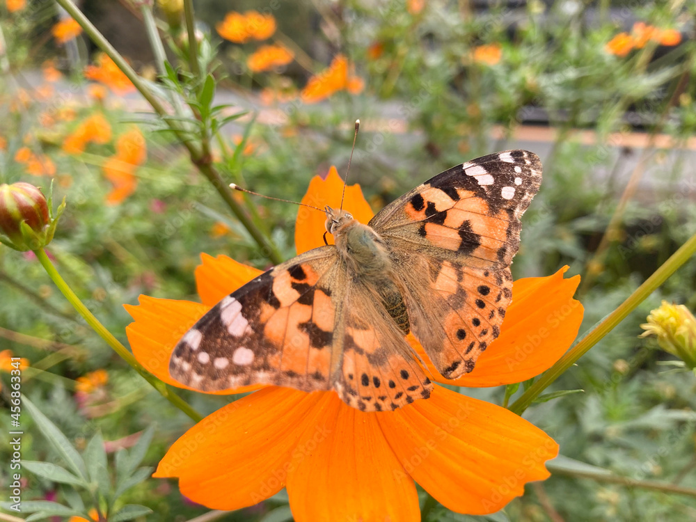 Obraz premium butterfly on flower